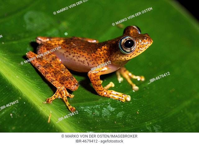 Tree climbing frog species (Boophis pyrrhus) sits on leaf, Andasibe National Park, Madagascar