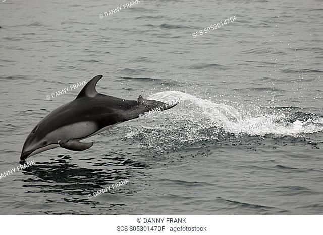 Pacific white sided dolphin Lagenorhynchus obliquidens breaching, breach, leaping, leap, Monterey bay national marine sanctuary, california, usa