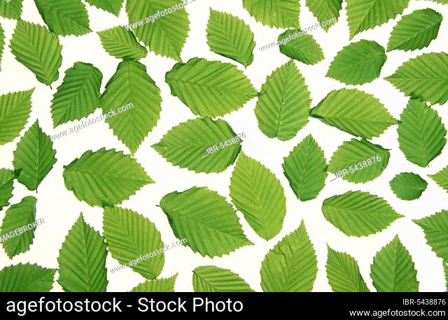 Hornbeam, leaves, european hornbeam (Carpinus betulus) (Europe) (Plants) (Birch family) (Betulaceae) (Leaf) (green) (Spring) (Landscape) (horizontal)...