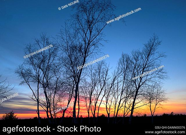Silhouette of Bare Trees at Sunset