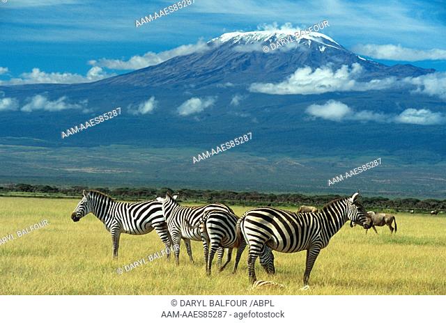 Zebra & Mt. Kilimanjaro, Amboseli N.P., Kenya