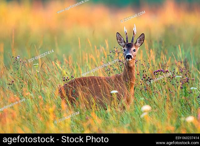 Alert roe deer, capreolus capreolus, buck standing in tall grass on a meadow in summer nature. Male mammal with antlers and brown fur looking into camera among...