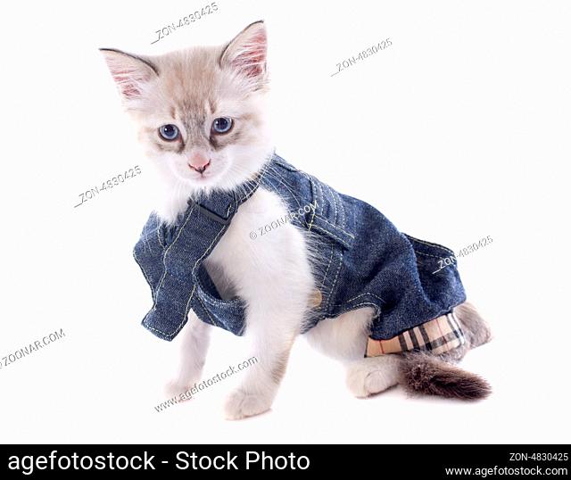 dressed birman kitten in front of white background