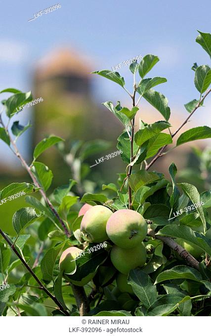 Apple tree near Warth castle, Castel Guardia, San Paolo, Trentino, Italy