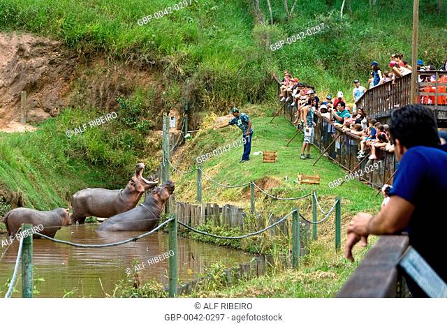Feeding Hippo; Hippopotamus amphibius; Zoopark of Itatiba; Sao Paulo; SP; Brazil