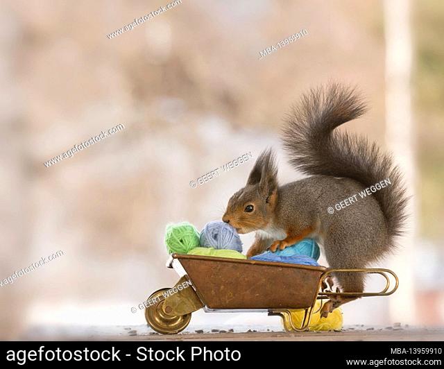 red squirrel is standing on wheelbarrow with yarn
