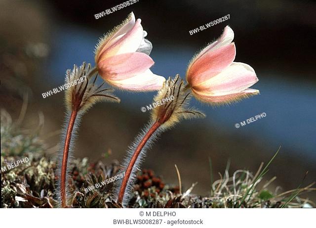 spring anemone, pasqueflower Pulsatilla vernalis, blooming