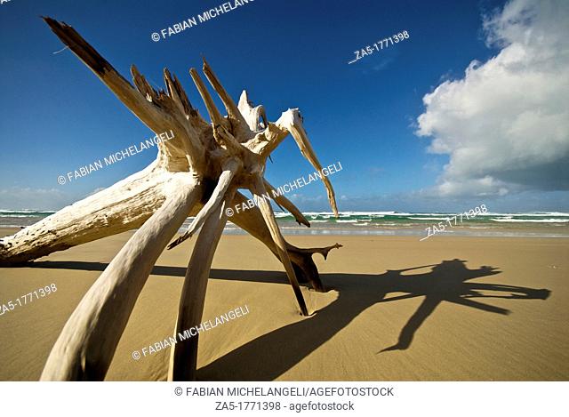 Driftwood monster  Seventy Five Mile Beach  Fraser Island, Great Sandy National Park, Queensland, Australia