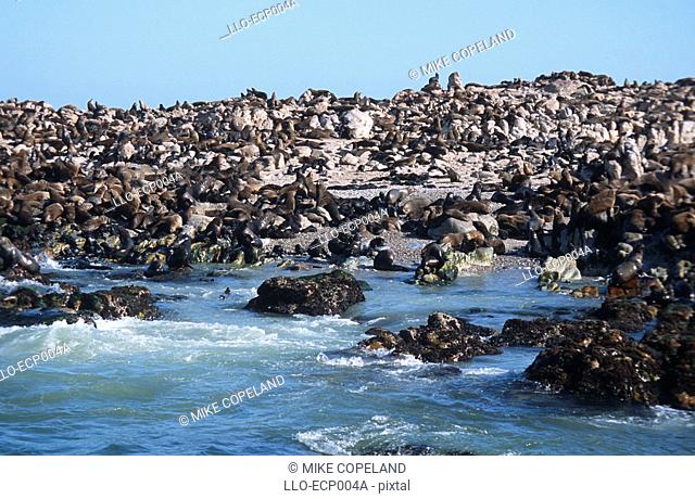 Cape Fur Seals Arctocephalus pusillus Sitting on the Beach and Rocks  Dyer Island, Gansbaai, Western Cape Province, South Africa