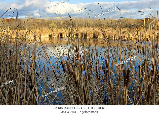 PRESERVES. Vernon Hills, Illinois. Cattails surround pond at Half Day Forest Preserve, small lake in late fall