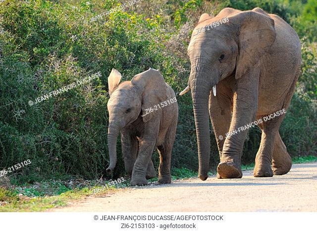 African elephants (Loxodonta africana), calves, walking on the gravel road, in single file, Addo Elephant National Park, Eastern Cape, South Africa, Africa