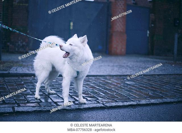 white husky barking on berlin streets