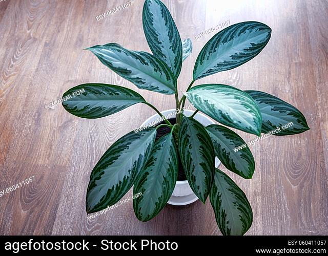 A beautiful indoor flower of the marantaceae family grows on the table in a ceramic flower pot. Front view, copy space