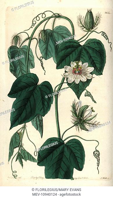 Stinking passionflower, Passiflora foetida var. gossypiifolia. Handcolored copperplate engraving by S. Watts after an illustration by Miss Sarah Drake from...