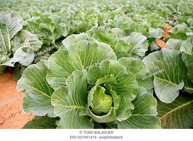 Cabbage fields, rows of vegetable food