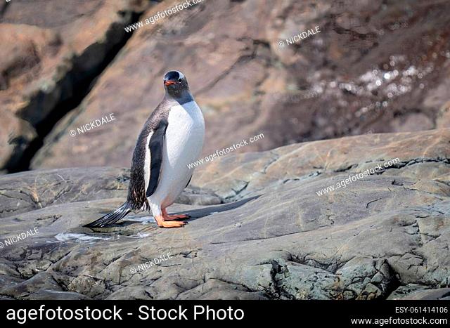 Wet gentoo penguin stands on rocky shoreline
