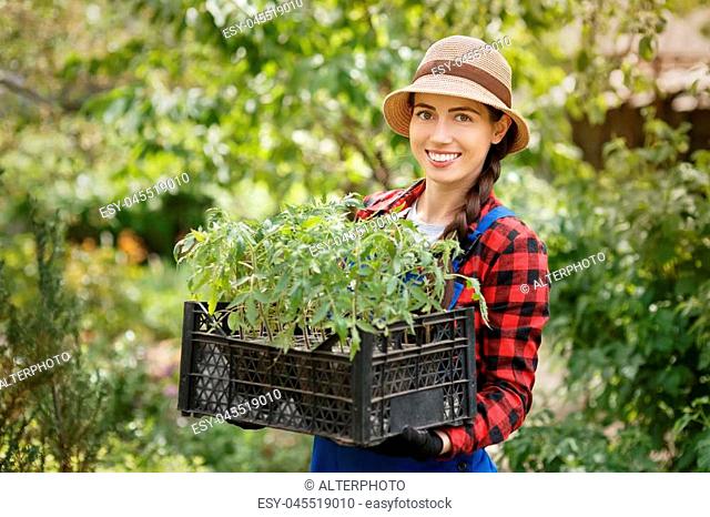 portrait of happy young woman gardener holding seedlings of tomato in box