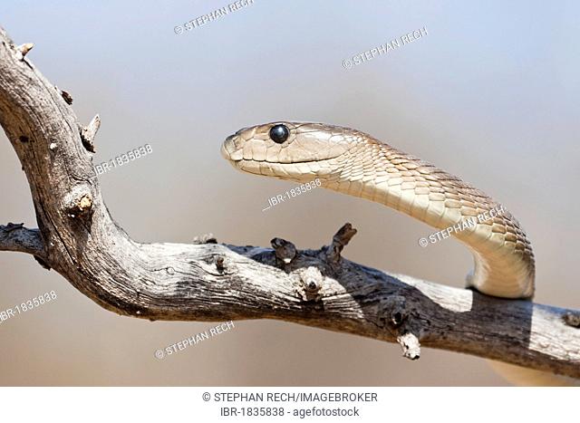 Black Mamba (Dendroaspis polylepis) on a branch, Khamai Reptile Park, Hoedspruit, Greater Kruger National Park, Limpopo Province, South Africa, Africa