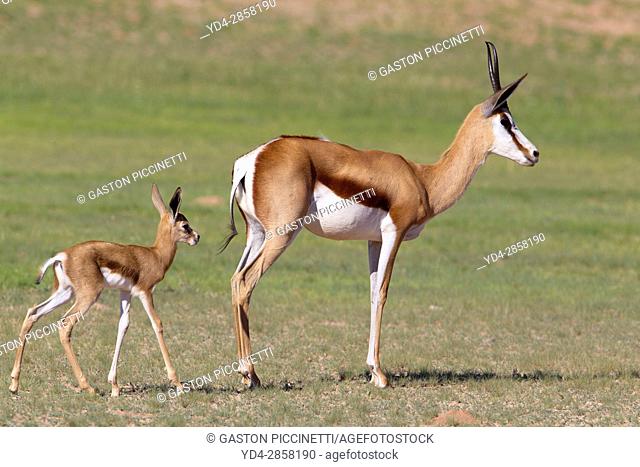 Springbok (Antidorcas marsupialis) - Mother and lamb, Kgalagadi Transfrontier Park in rainy season, Kalhari Desert, South Africa/Botswana