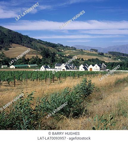 Vineyard. Buildings, house. Helshoogte Pass. Vines in rows