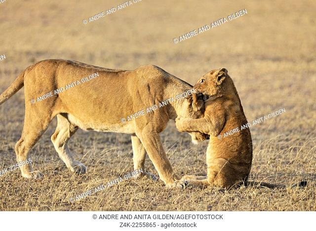 Lion cub (Panthera leo) playing with his mother on the savanna, Grumeti, Serengeti national park, Tanzania