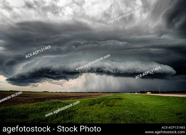 Storm with shelf cloud over rural sunflower field in southern Manitoba Canada