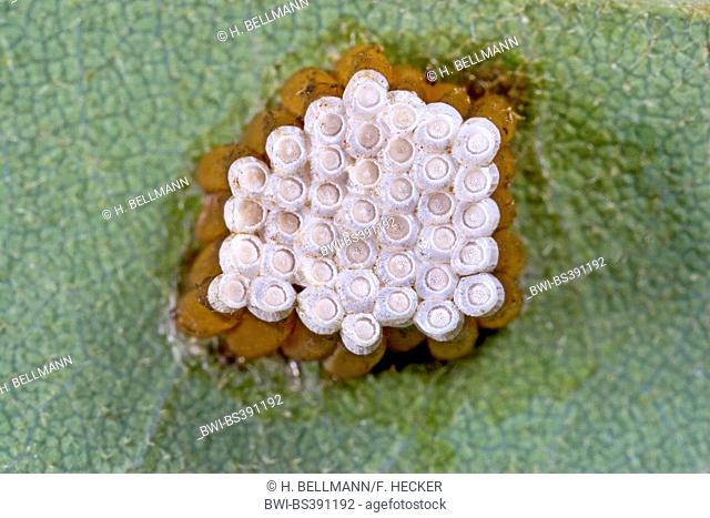 Assassin bug (Rhinocoris spec., Rhynocoris spec.), clutch at the underside of a leaf, insect eggs, Germany