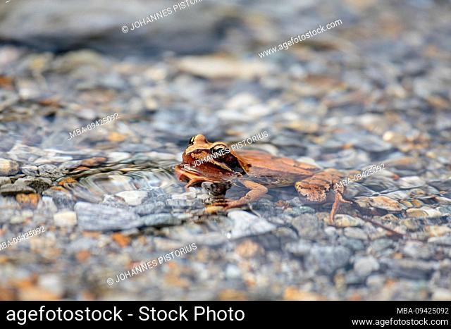 Europe, Switzerland, Ticino, Brione. An unusually reddish jumping frog (Rana dalmatina bonaparte) sits quietly on the shore of the Verzasca