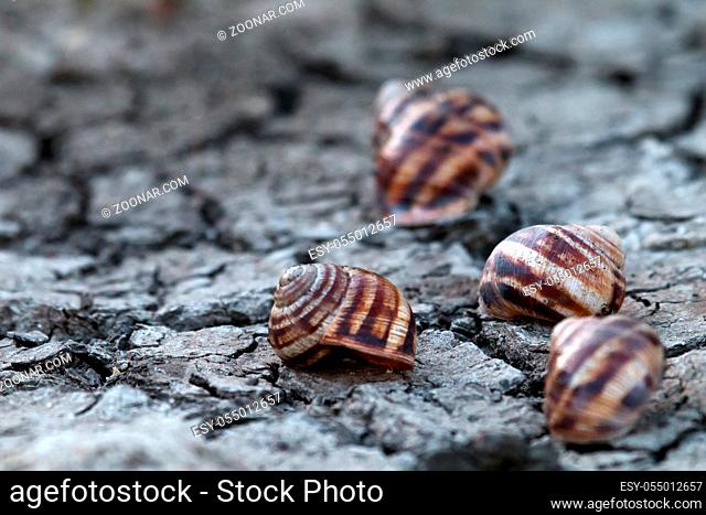 Severe drought in recent years in Europe and dead grape snails. Global warming leads to prolonged heat, depletion of water resources (chapped ground) as feature...