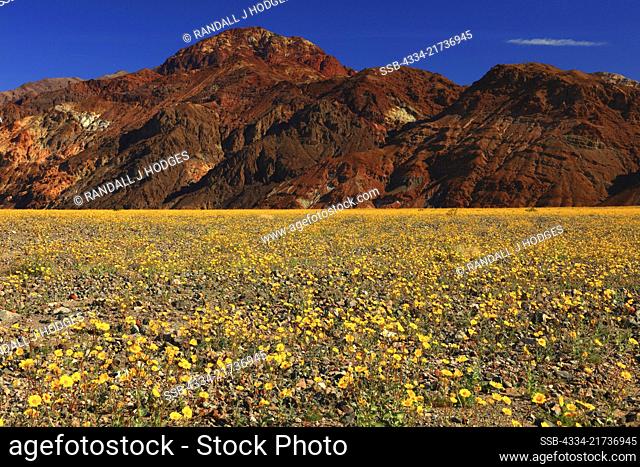Wildflower Superbloom and the Black Mountains in Death Valey National Park in California