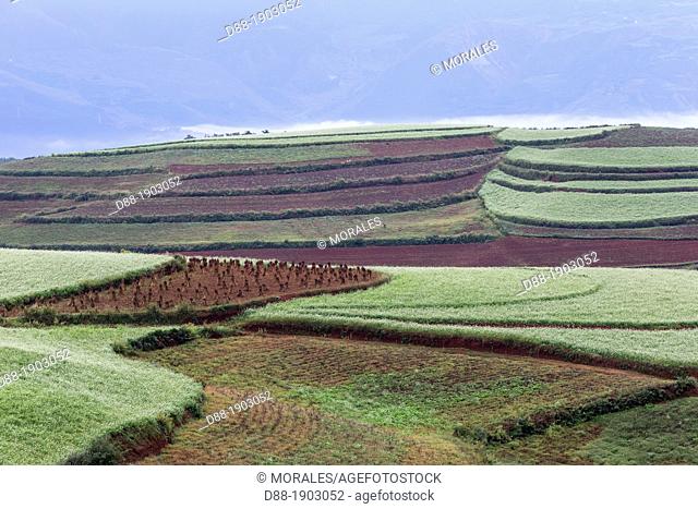 China, Yunnan Province, Kunming Municipality, Dongchuan District, Red lands, Guoditang, terrace cultivation