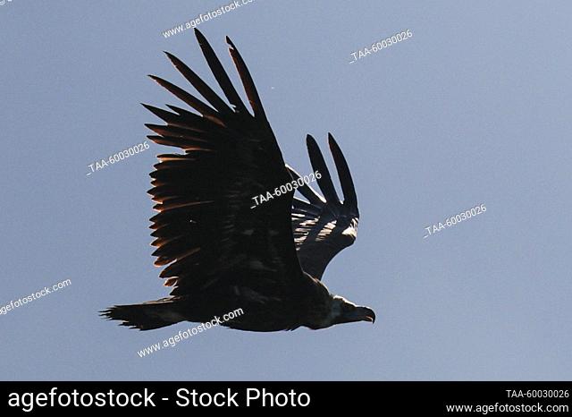 RUSSIA, REPUBLIC OF CRIMEA - JUNE 23, 2023: A cinereous vulture is seen near Mount Chatyr-Dag. Since 2016, Crimea provides supplementary feeding for cinereous...