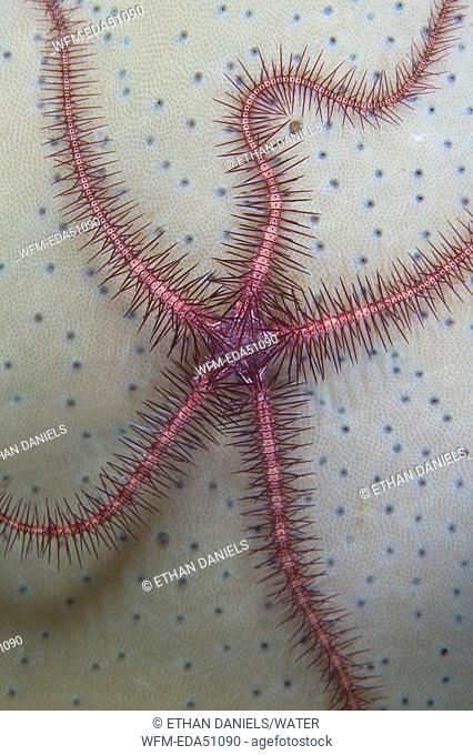 Brittle Star on Leather Coral, Ophiothrix sp., Lembeh Strait, Sulawesi, Indonesia