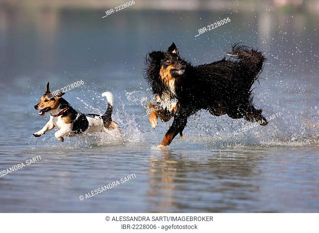 Jack Russell Terrier and Australian Shepherd jumping in water, North Tyrol, Austria, Europe