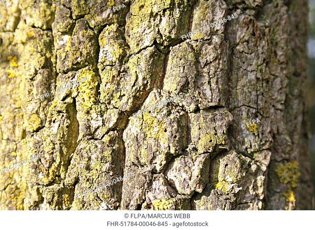 Elder Sambucus nigra close-up of bark, Suffolk, England, september