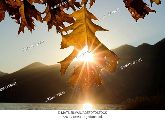 Oak leaf in backlight with sunbeam