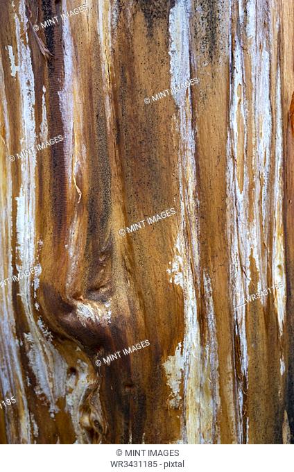 Close up of a treek trunk damaged by fire