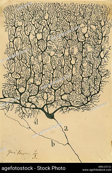 Illustration of a purkinje neuron from the human cerebellum, 1899. Santiago Ramón y Cajal (1852-1934)