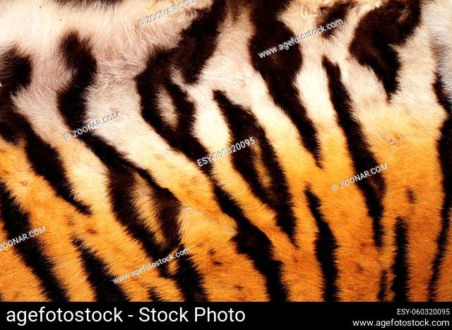 natural pattern on tiger fur, real texture of feline pelt