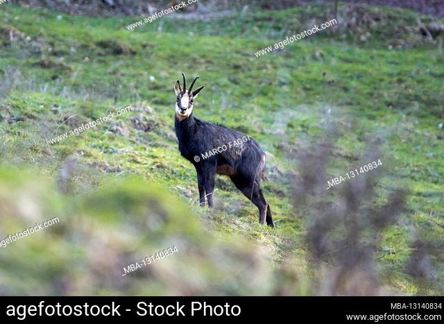 Chamois in spring after the snow melts