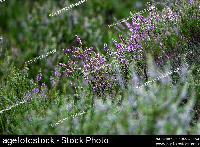 PRODUCTION - 31 July 2023, Mecklenburg-Western Pomerania, Sanitz: Common broom heather (Calluna vulgaris) grows in Teufelsmoor, southeast of Rostock