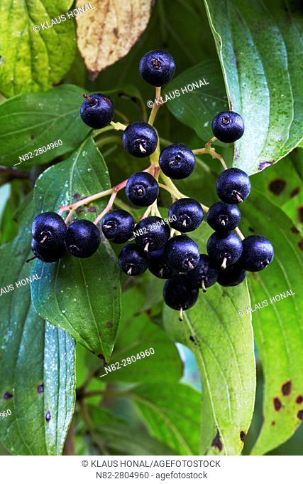 Dogwood (Cornus sanguinea) berries, the ripe black-blue stone fruits are a real treat for many birds in the autumn - Region Hesselberg, Bavaria/Germany