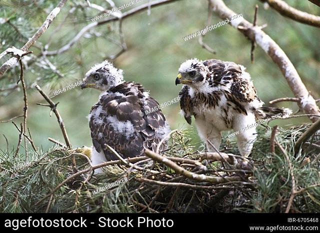 Northern goshawk (Accipiter gentilis), young birds in eyrie, transition from dark plumage to feathers, North Rhine-Westphalia, Germany, Europe