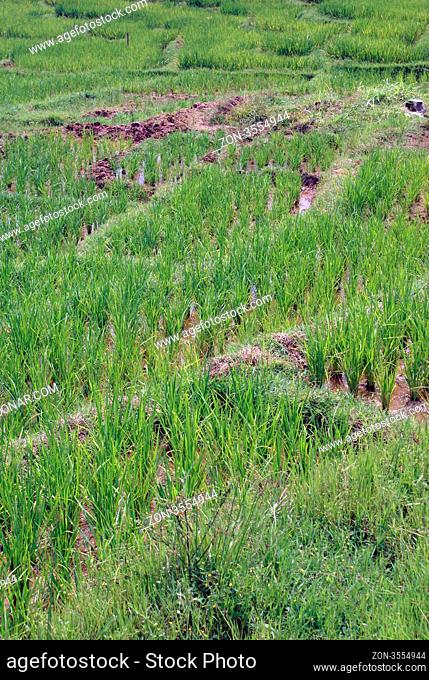 Green rice field, island Sumatra, Indonesia