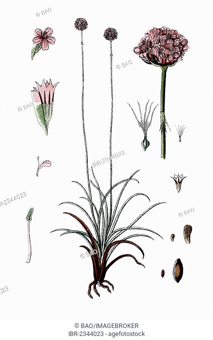 Armeria maritima (Statice armeria elongata), medicinal plant, historic chromolithography, about 1796