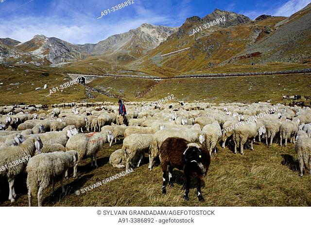 Swizerland, Valais, Col du Grand Saint Bernard pass, sheep