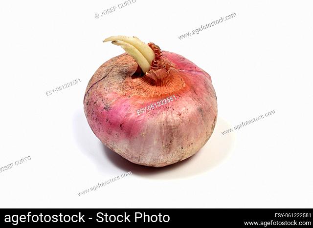 old onion isolated on white