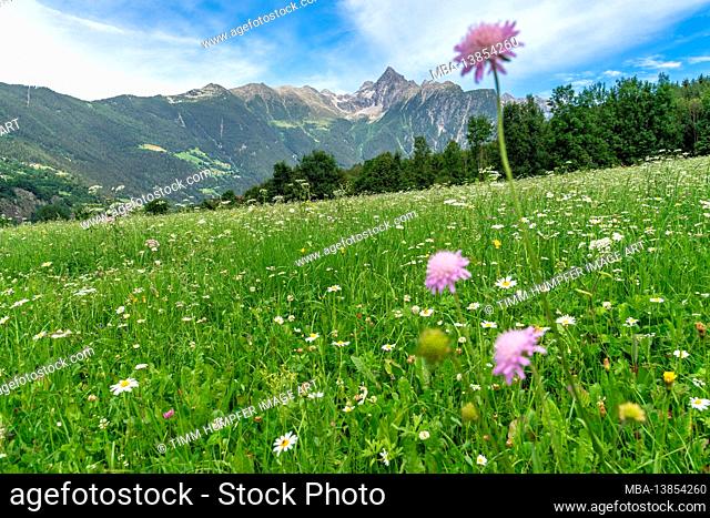 Europe, Austria, Tyrol, Ötztal Alps, Ötztal, Sautens, view over the blooming mountain meadow to the mighty Acherkogel