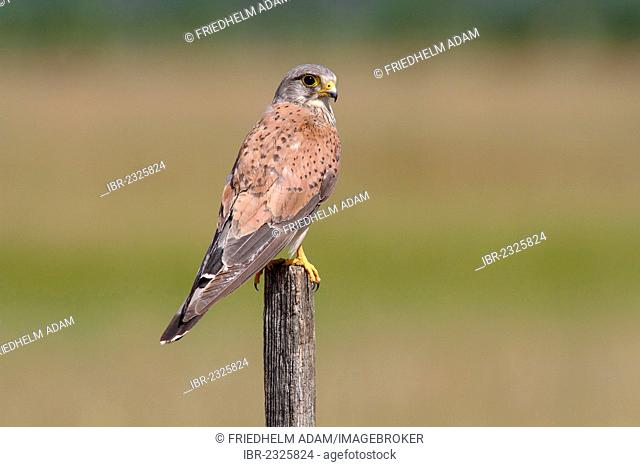 Kestrel (Falco tinnunculus), male perched on a pole, Apetlon, Lake Neusiedl, Burgenland, Austria, Europe