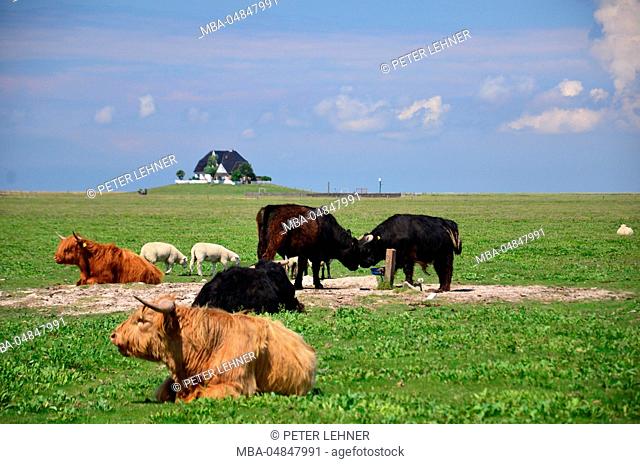 Germany, Schleswig-Holstein, the North Sea, mud flats, Hallig, Nordstrandischmoor, cattle